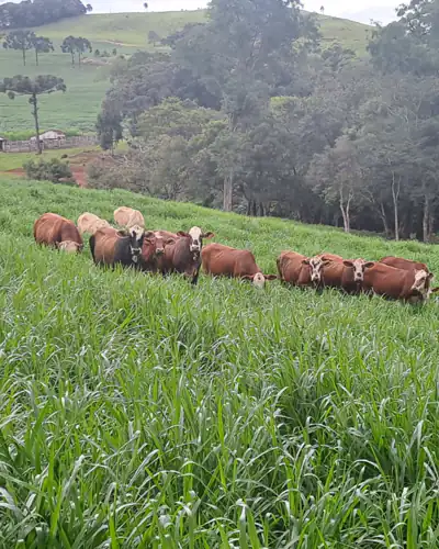 Gado pastejando Dunamis em Honório Serpa, PR