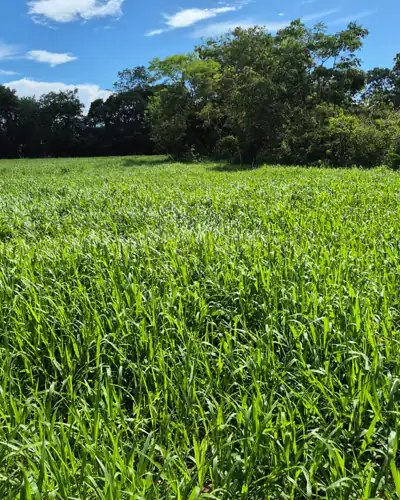 Pasto de Dunamis com 120 dias em Várzea da Palma, MG